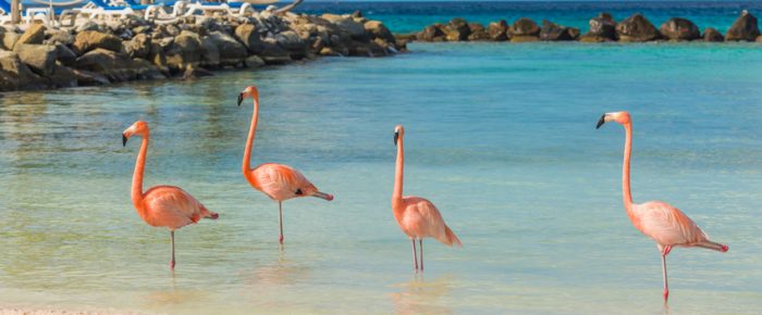 rosa flamingos