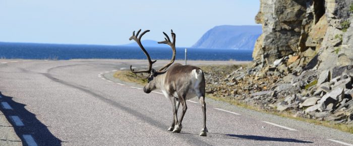 Rentier auf einer Küstenstraße in Norwegen.