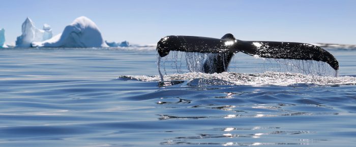 Alaska. Humpback whale breaching jumping.