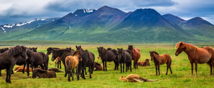 Herd of horses in the mountains in Iceland